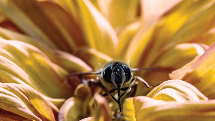 This is an image of a honey bee in a yellow flower.