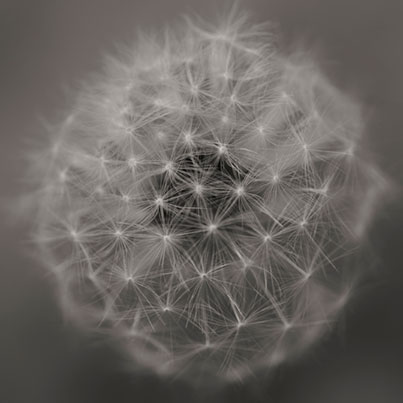 Black and white photograph of a dandelion.